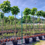 Katalpa bignóniovitá (Catalpa bignonioides) ´NANA´ - výška 290-320 cm, obvod kmeňa 8/10 cm, kont. C30L